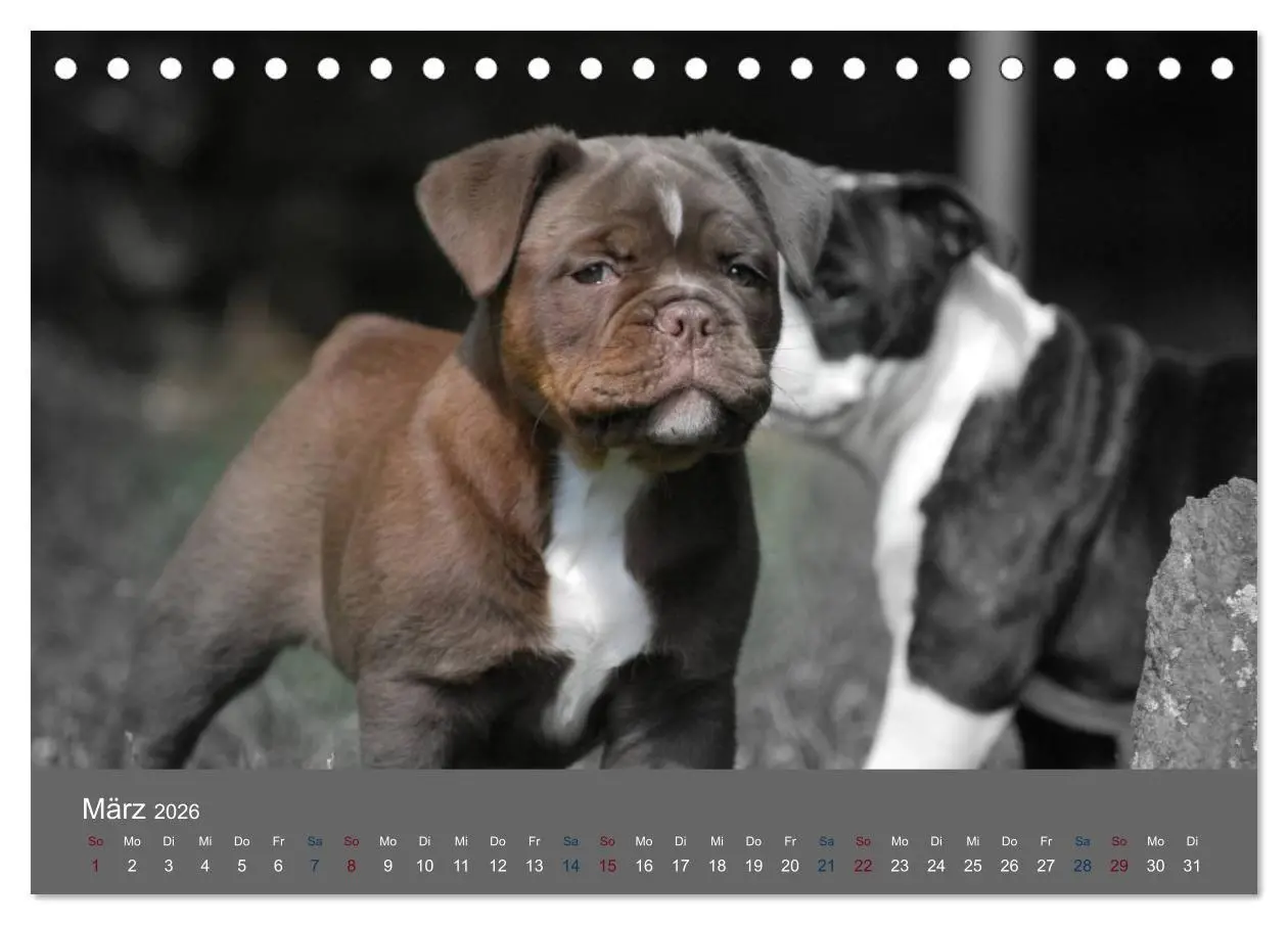 Bild: 9783516161281 | Bulldoggen-Zwerge (Tischkalender 2026 DIN A5 quer), CALVENDO...
