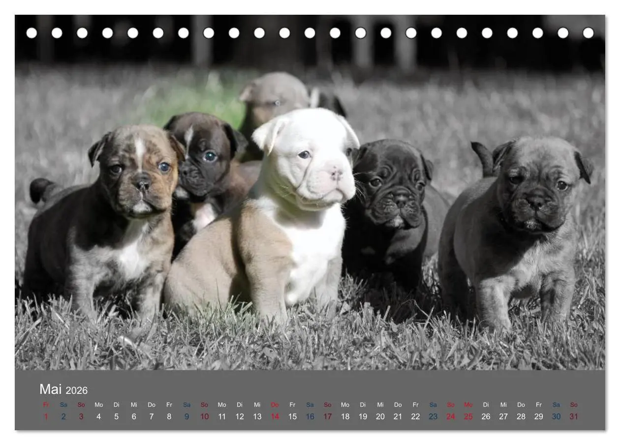 Bild: 9783516161281 | Bulldoggen-Zwerge (Tischkalender 2026 DIN A5 quer), CALVENDO...
