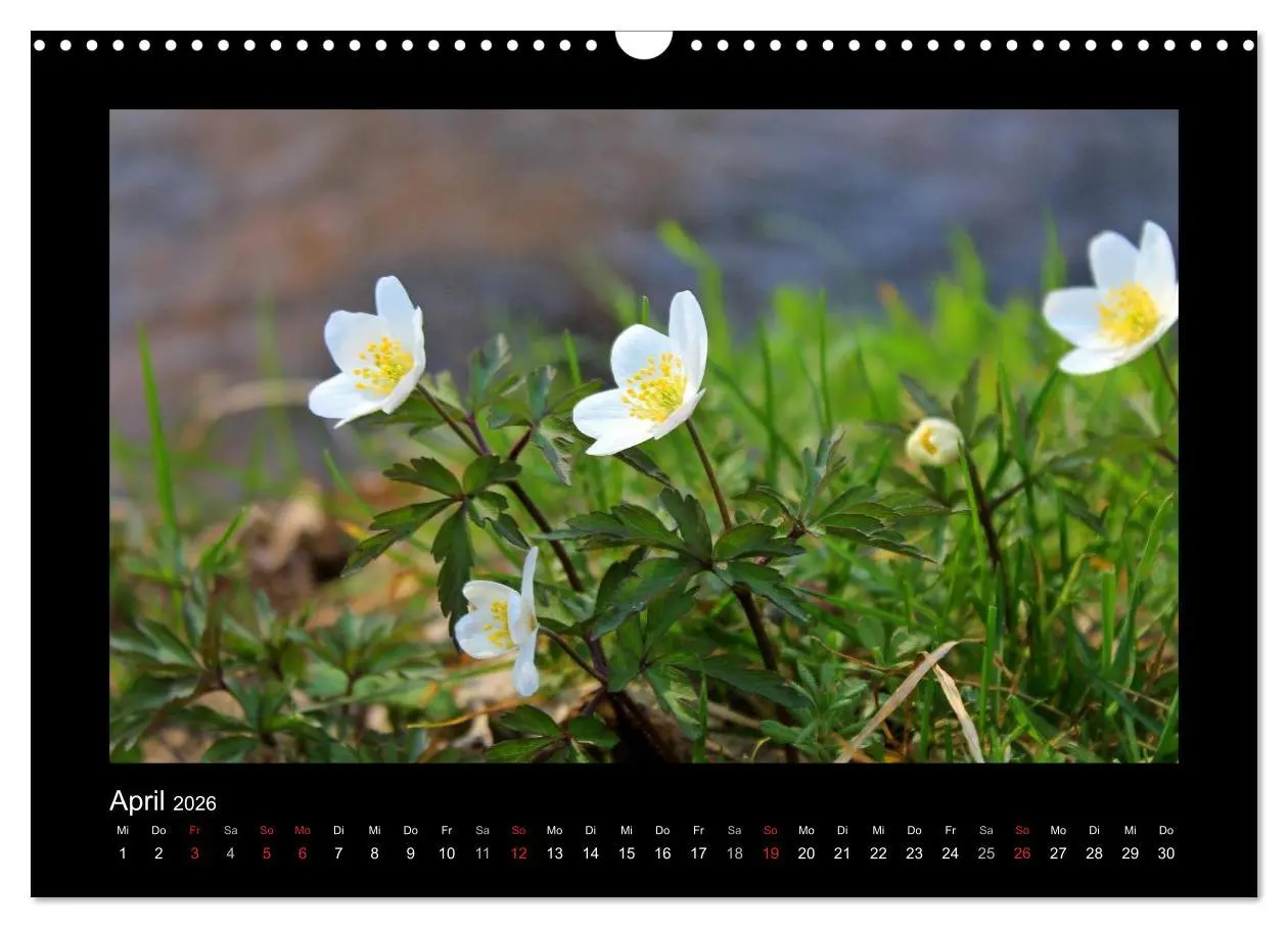 Bild: 9783516221381 | Landschaft Teufelsmoor / 2026 (Wandkalender 2026 DIN A3 quer),...