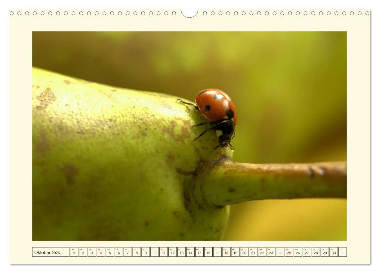 Bild: 9783516141481 | Marienkäfer / 2026 (Wandkalender 2026 DIN A3 quer), CALVENDO...
