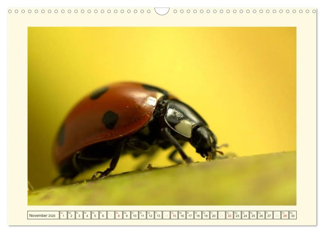 Bild: 9783516141481 | Marienkäfer / 2026 (Wandkalender 2026 DIN A3 quer), CALVENDO...