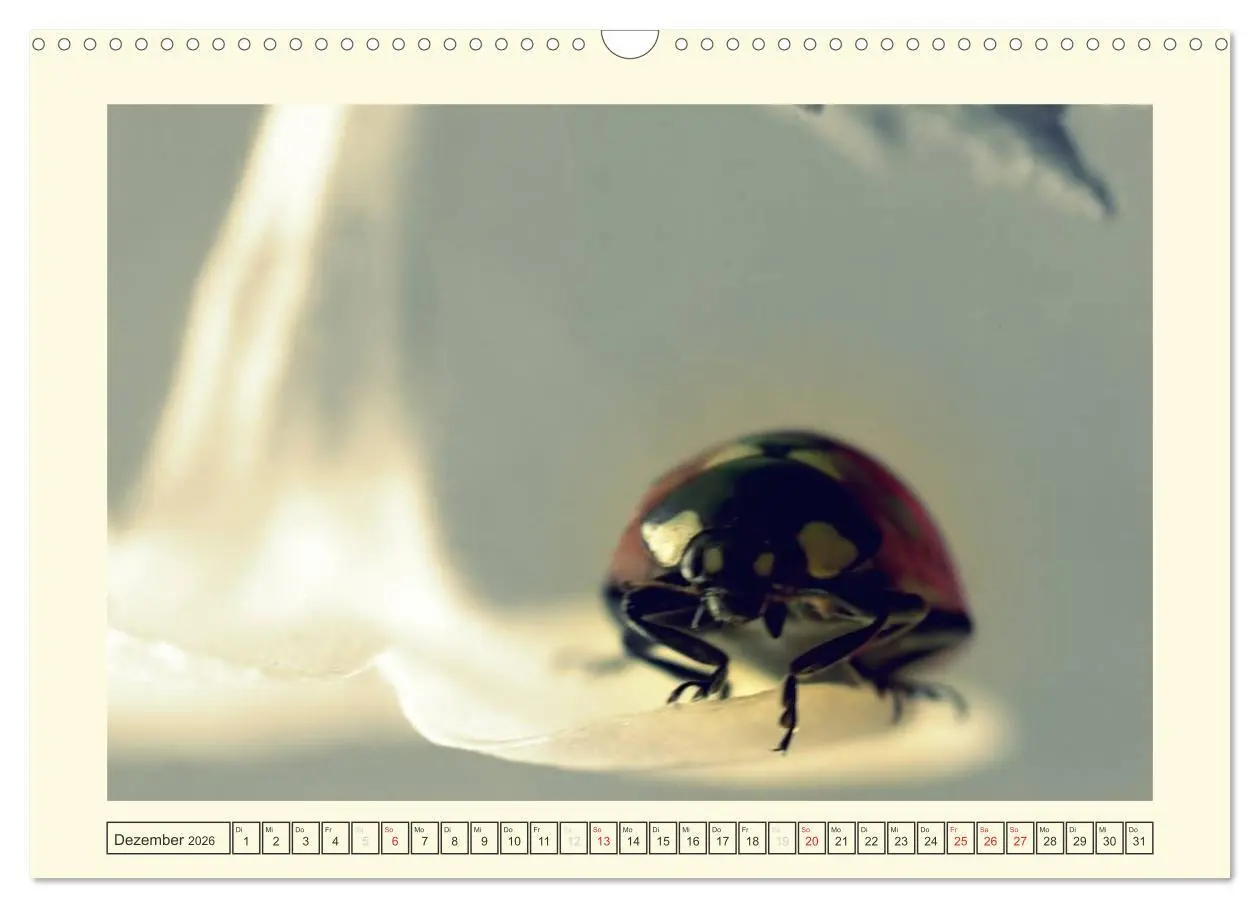 Bild: 9783516141481 | Marienkäfer / 2026 (Wandkalender 2026 DIN A3 quer), CALVENDO...