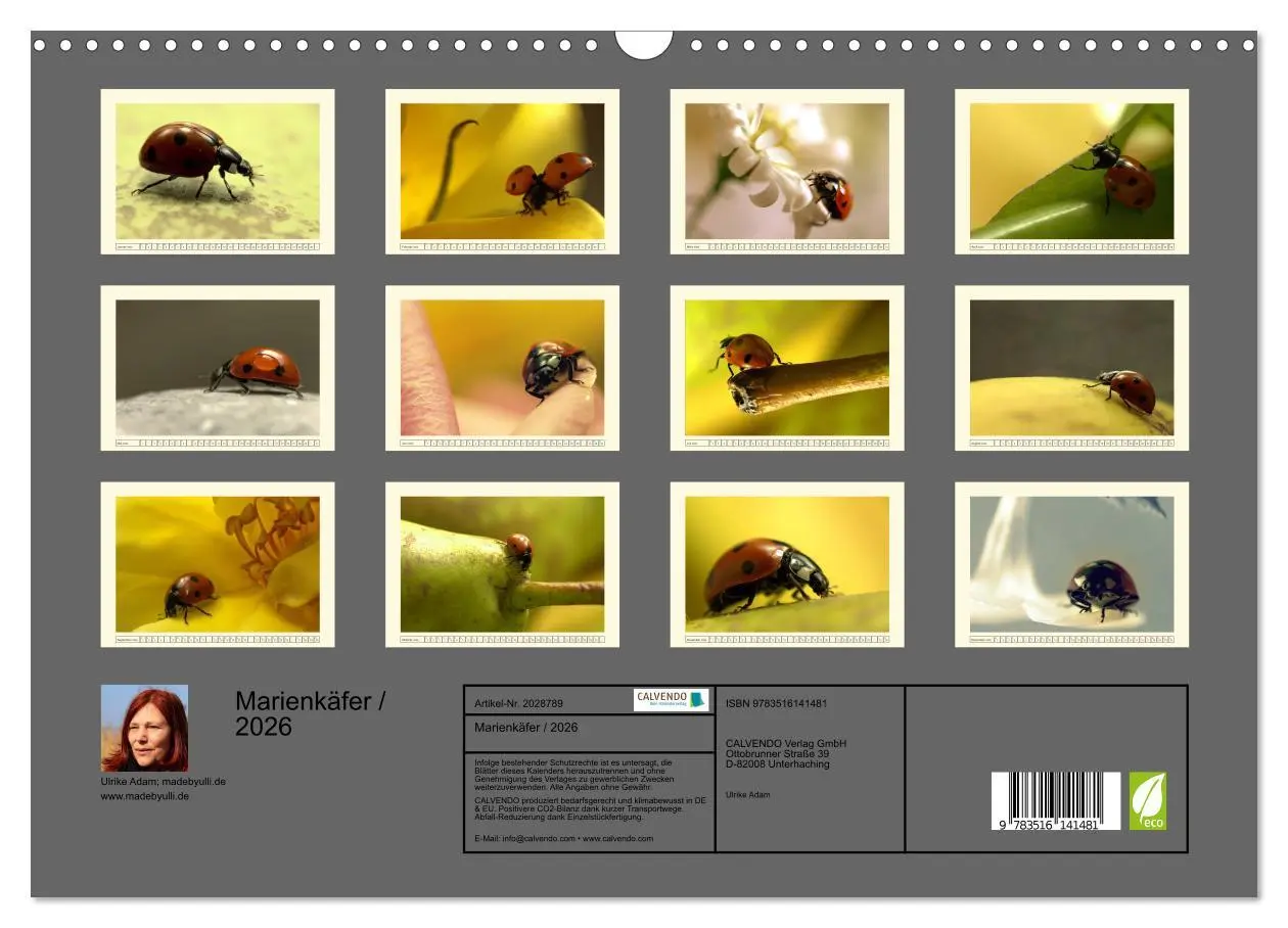 Bild: 9783516141481 | Marienkäfer / 2026 (Wandkalender 2026 DIN A3 quer), CALVENDO...