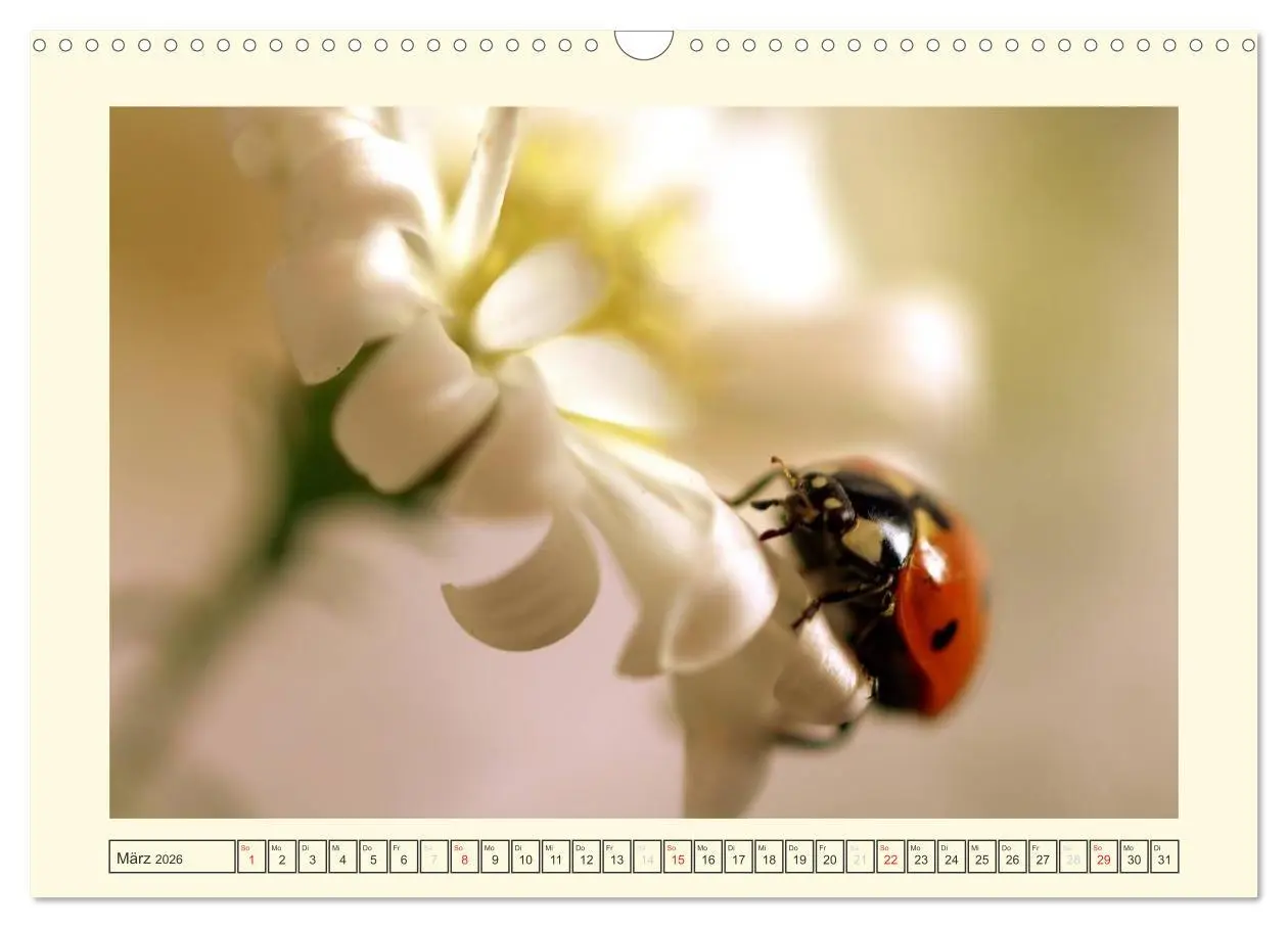 Bild: 9783516141481 | Marienkäfer / 2026 (Wandkalender 2026 DIN A3 quer), CALVENDO...