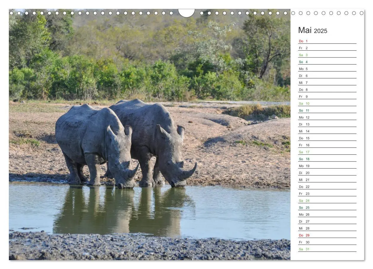 Bild: 9783435331581 | Nashörner - Sanfte Riesen (Wandkalender 2025 DIN A3 quer), CALVENDO...