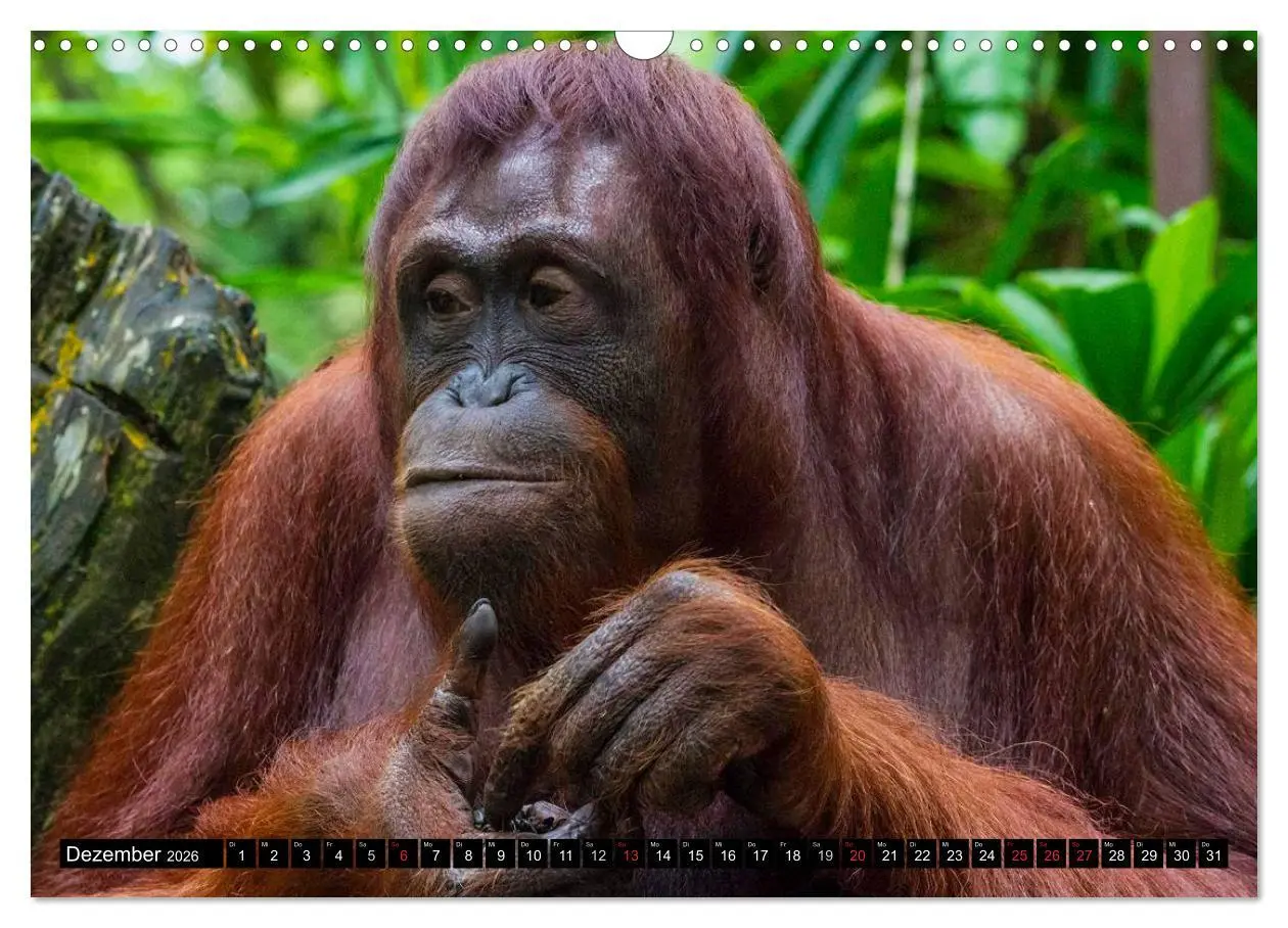 Bild: 9783516131581 | Regenwald ¿ Tiere im Dschungel (Wandkalender 2026 DIN A3 quer),...