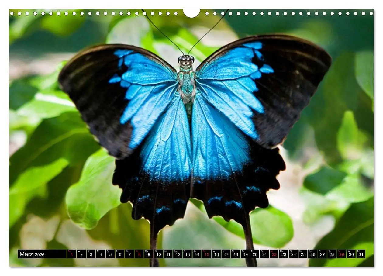 Bild: 9783516131581 | Regenwald ¿ Tiere im Dschungel (Wandkalender 2026 DIN A3 quer),...