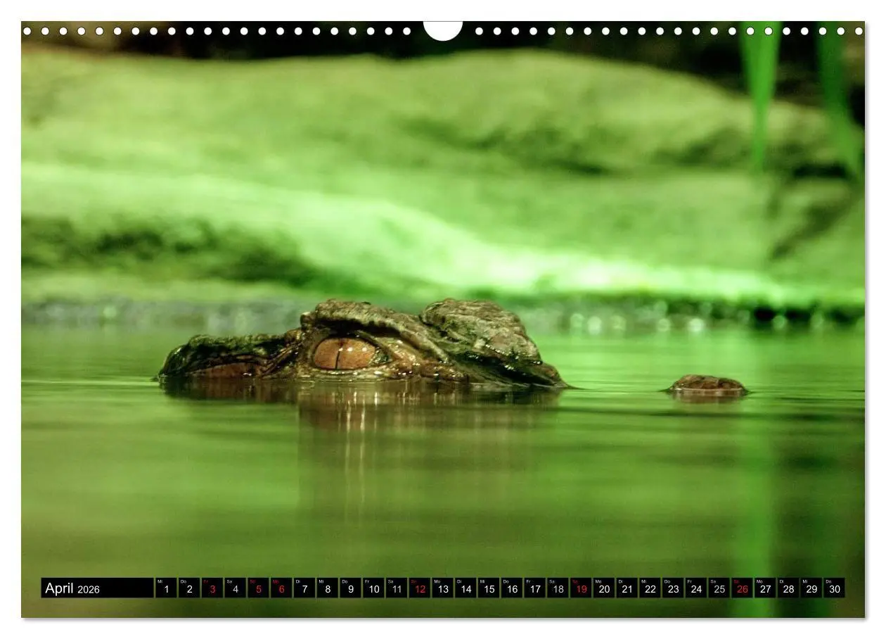Bild: 9783516131581 | Regenwald ¿ Tiere im Dschungel (Wandkalender 2026 DIN A3 quer),...