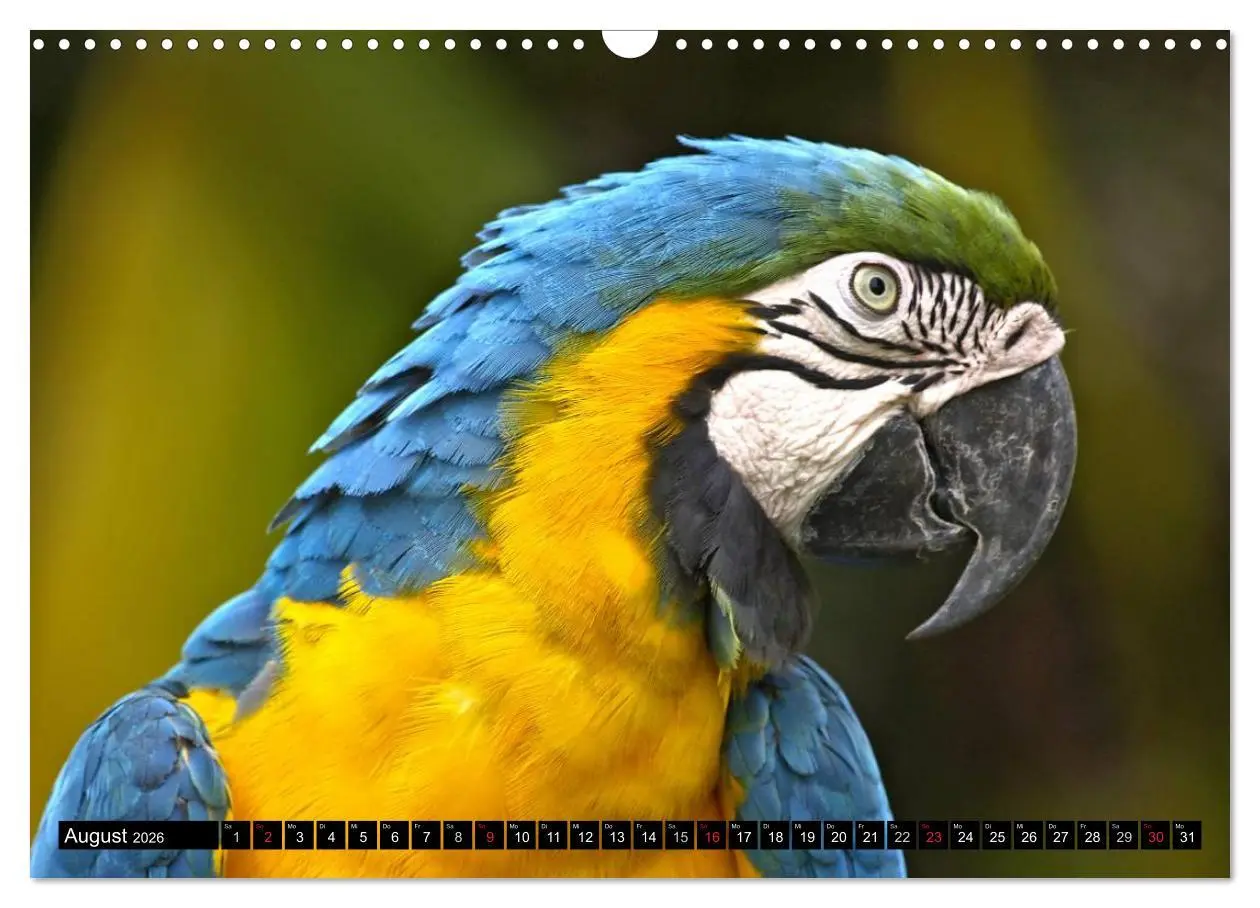 Bild: 9783516131581 | Regenwald ¿ Tiere im Dschungel (Wandkalender 2026 DIN A3 quer),...