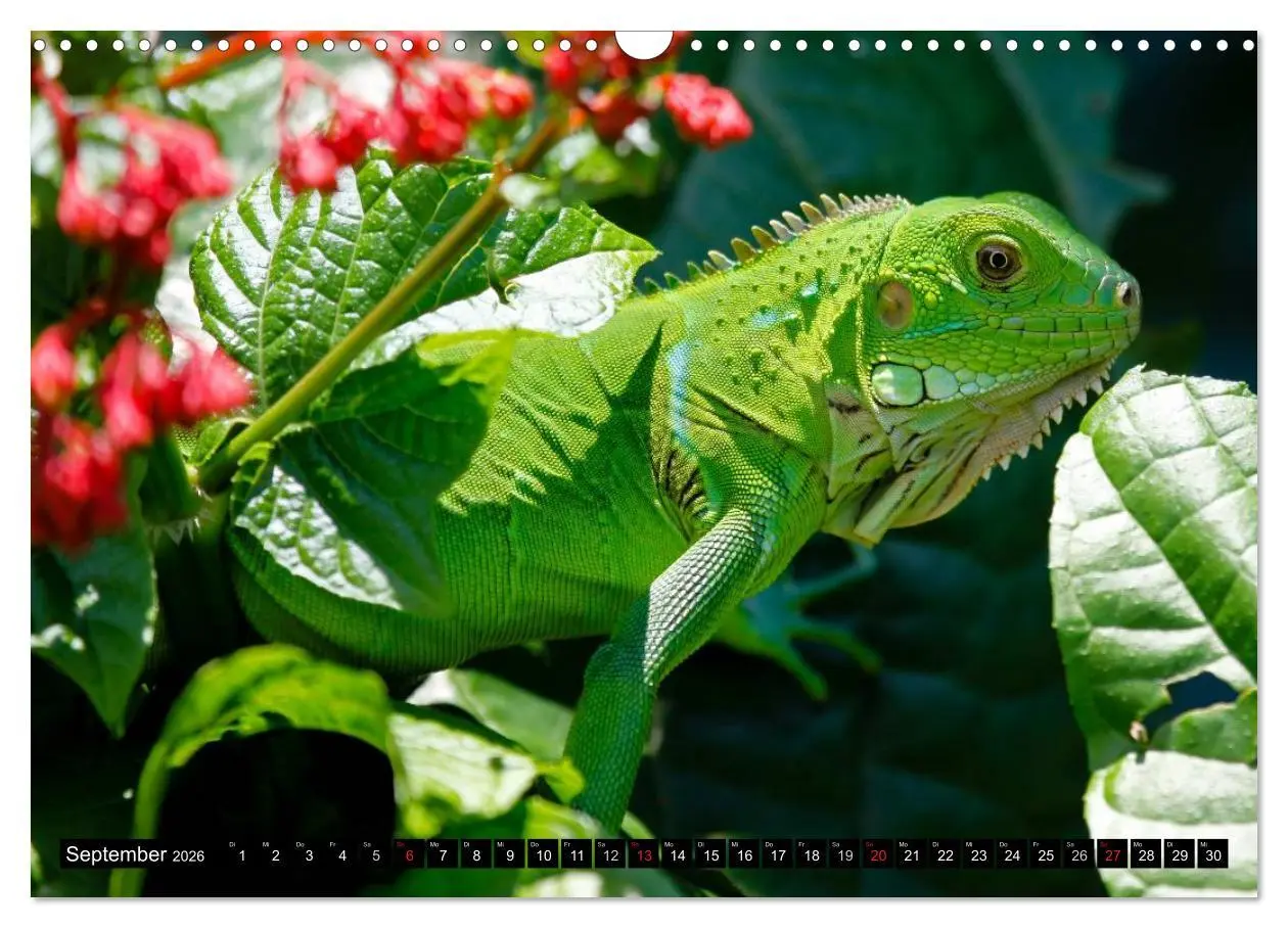 Bild: 9783516131581 | Regenwald ¿ Tiere im Dschungel (Wandkalender 2026 DIN A3 quer),...