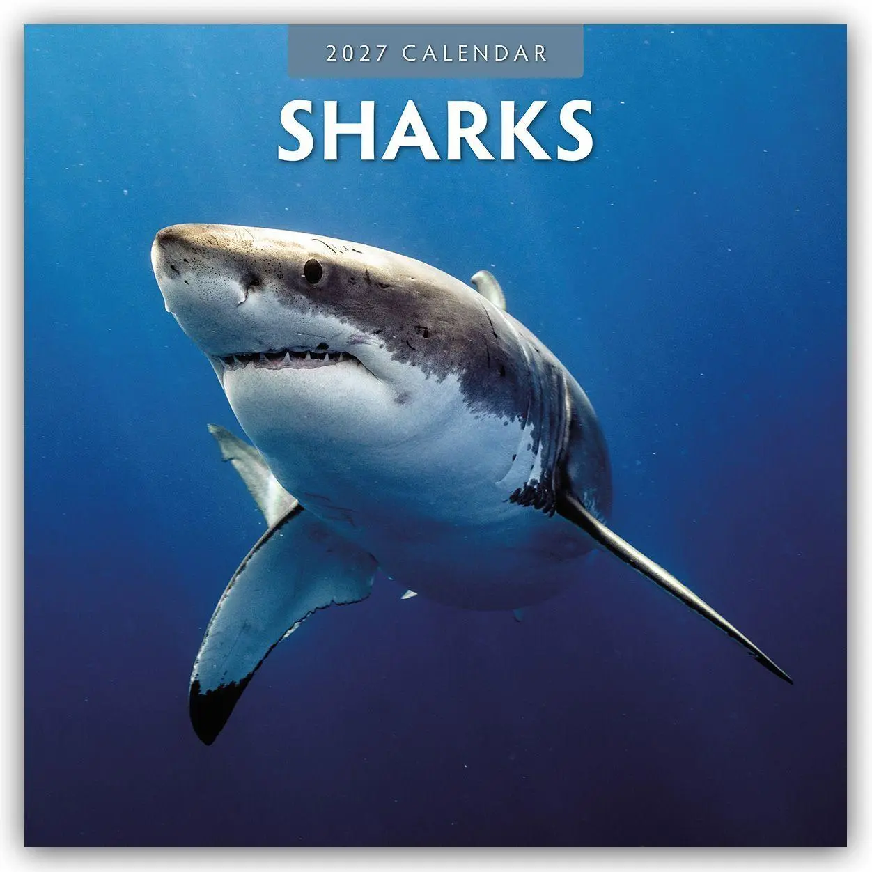 Cover: 9781837011681 | Sharks - Haie 2027 - 16-Monatskalender | Robin Red | Kalender | 28 S.