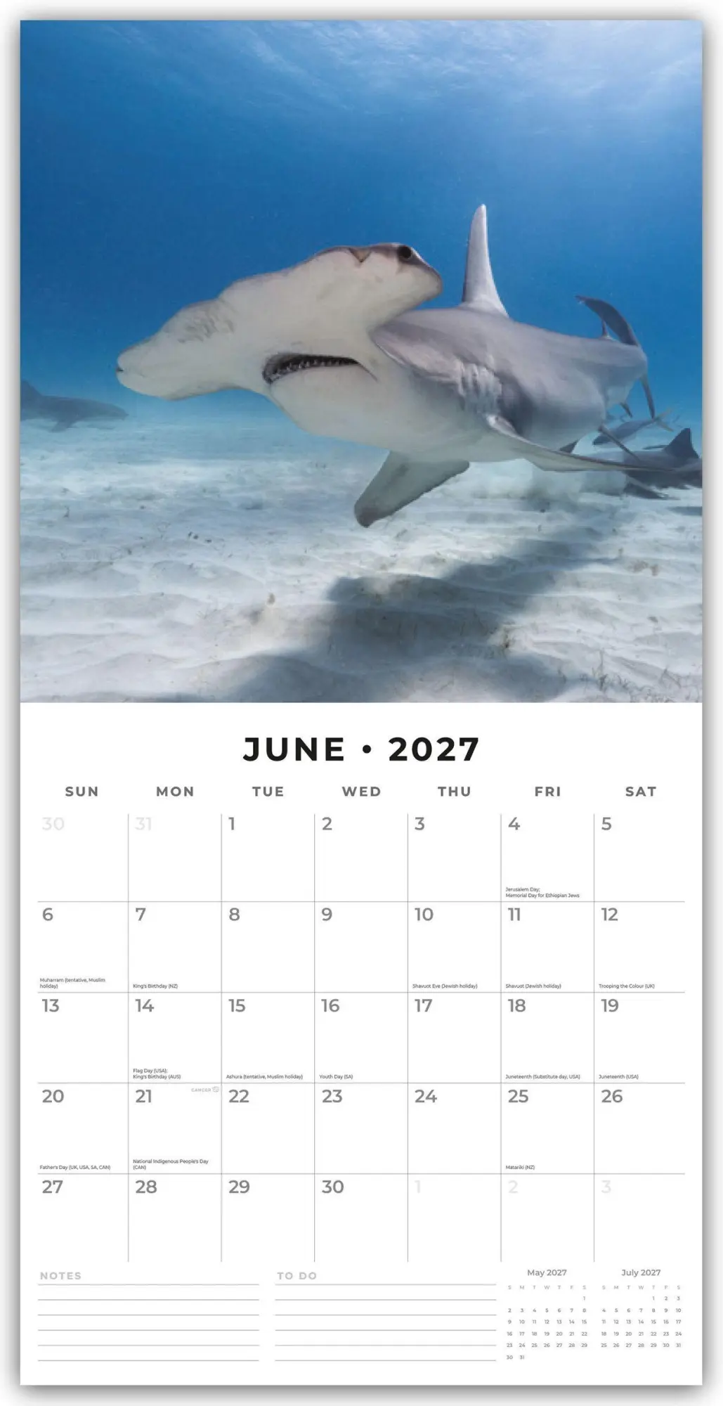 Bild: 9781837011681 | Sharks - Haie 2027 - 16-Monatskalender | Robin Red | Kalender | 28 S.