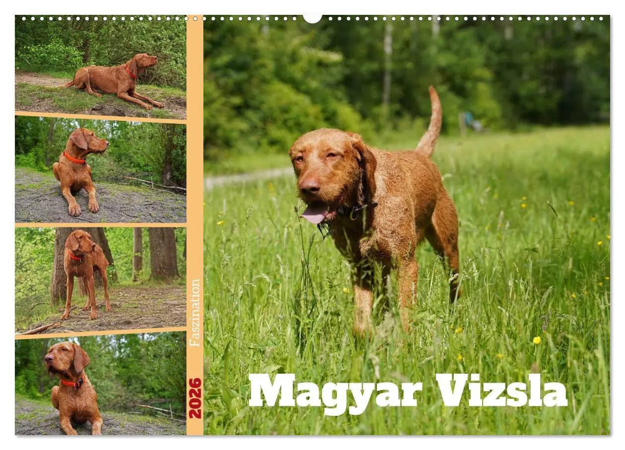 Cover: 9783457581681 | Faszination Magyar Vizsla (Wandkalender 2026 DIN A2 quer), CALVENDO...