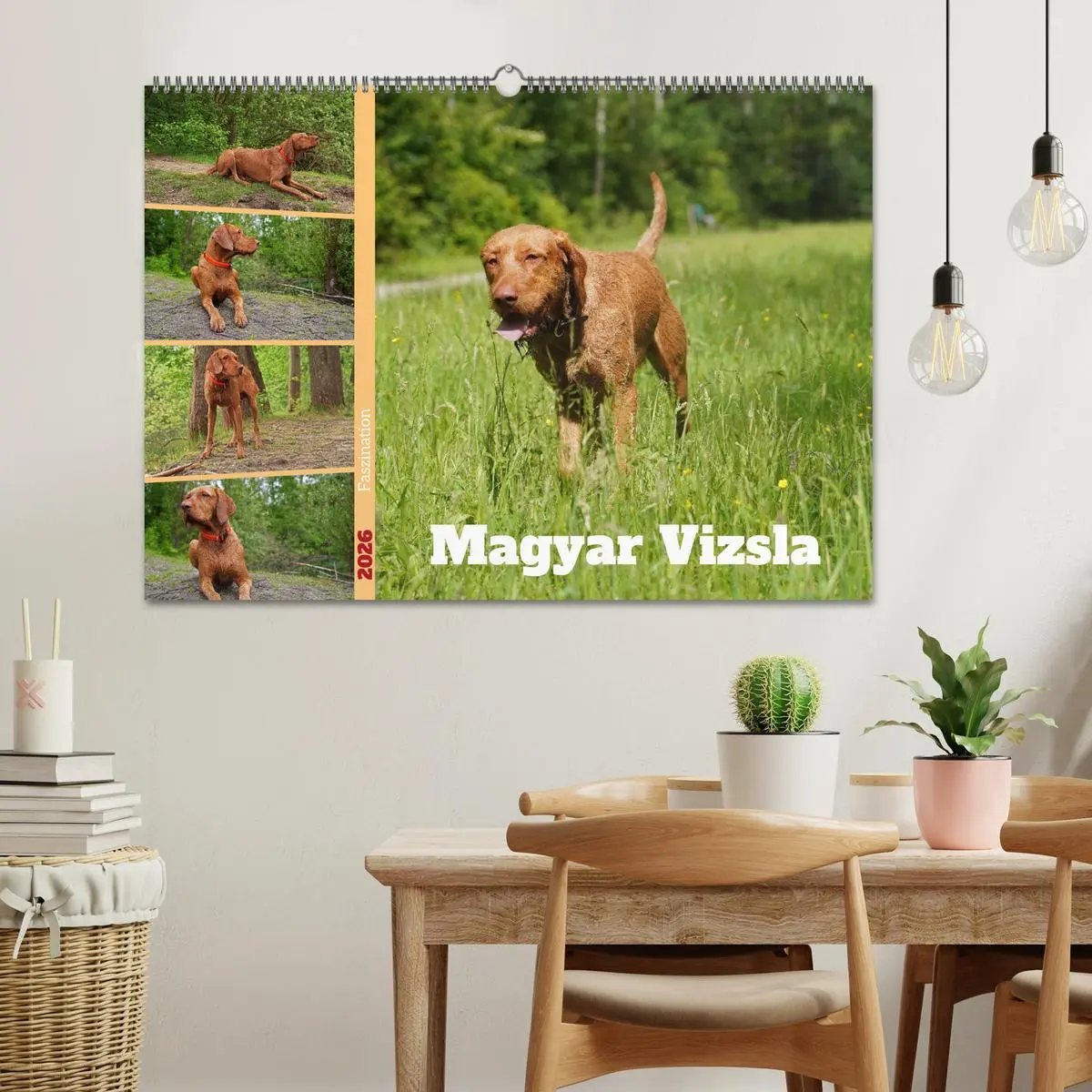 Bild: 9783457581681 | Faszination Magyar Vizsla (Wandkalender 2026 DIN A2 quer), CALVENDO...