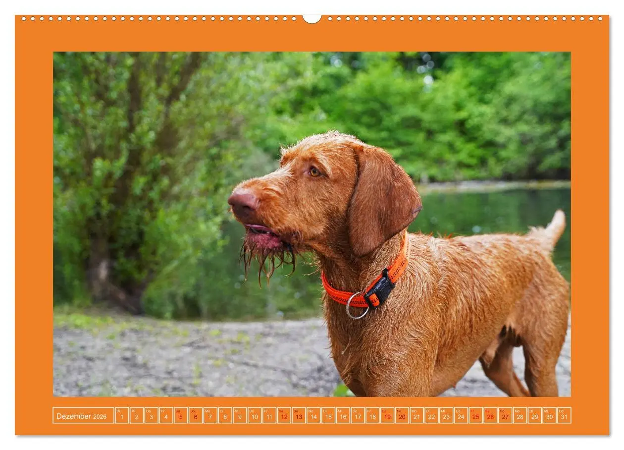 Bild: 9783457581681 | Faszination Magyar Vizsla (Wandkalender 2026 DIN A2 quer), CALVENDO...