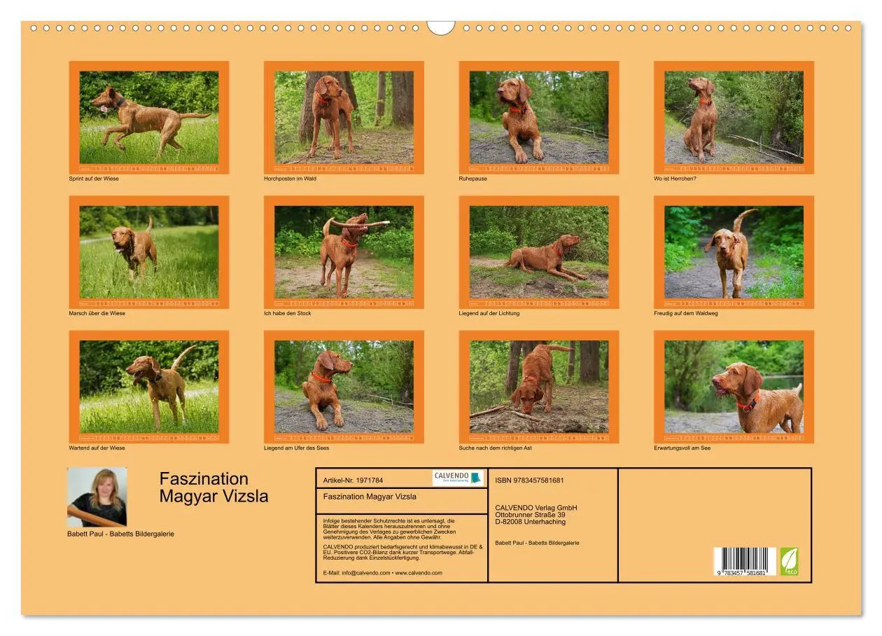 Bild: 9783457581681 | Faszination Magyar Vizsla (Wandkalender 2026 DIN A2 quer), CALVENDO...