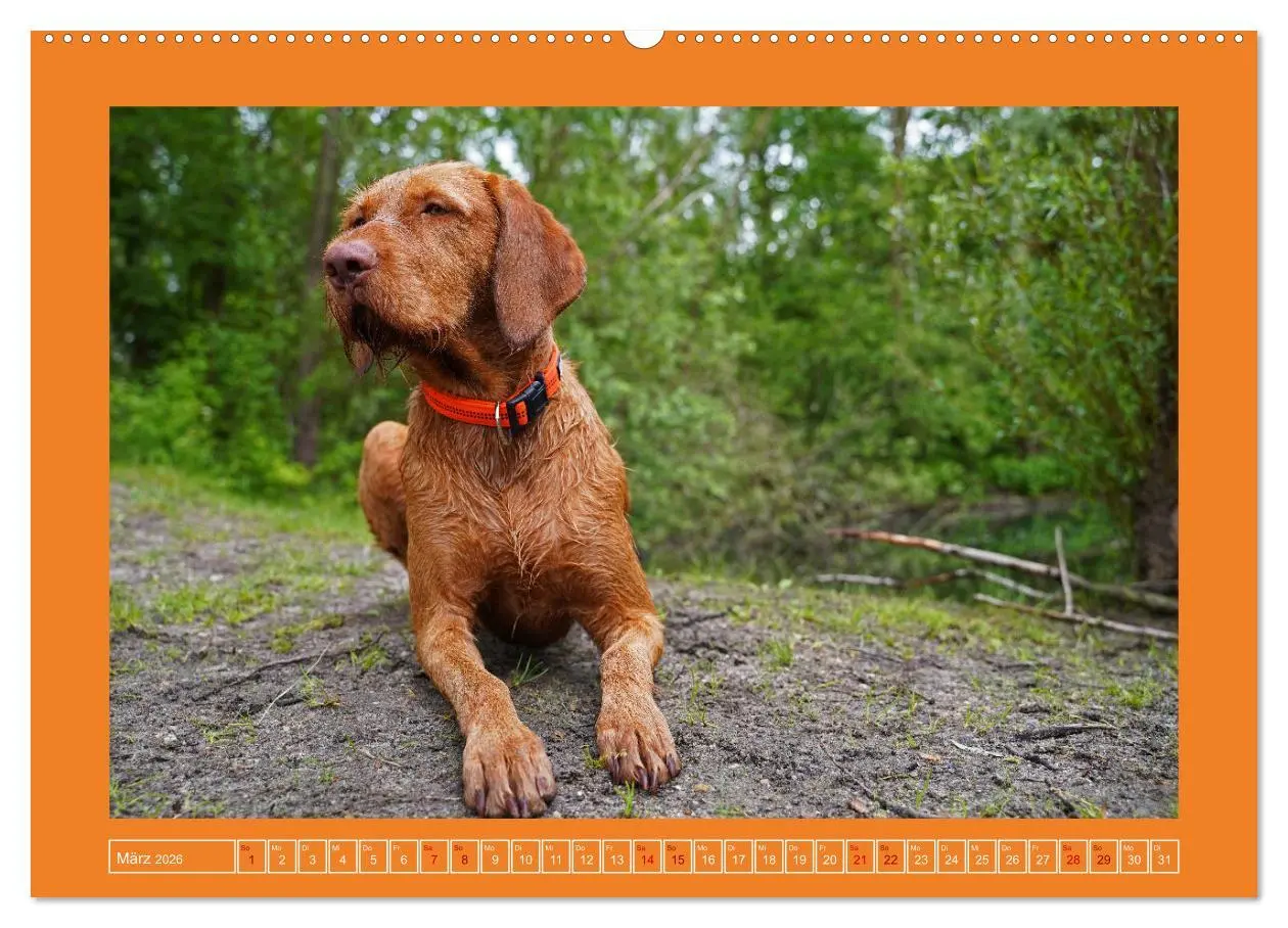 Bild: 9783457581681 | Faszination Magyar Vizsla (Wandkalender 2026 DIN A2 quer), CALVENDO...