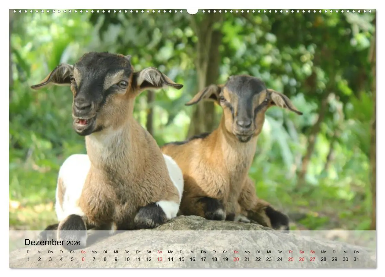 Bild: 9783516051681 | Ziegen. Kluge Freigeister (Wandkalender 2026 DIN A2 quer), CALVENDO...