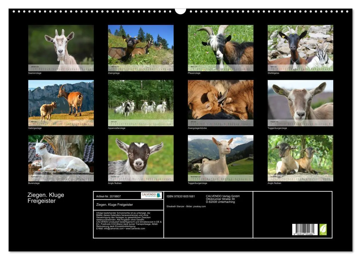 Bild: 9783516051681 | Ziegen. Kluge Freigeister (Wandkalender 2026 DIN A2 quer), CALVENDO...