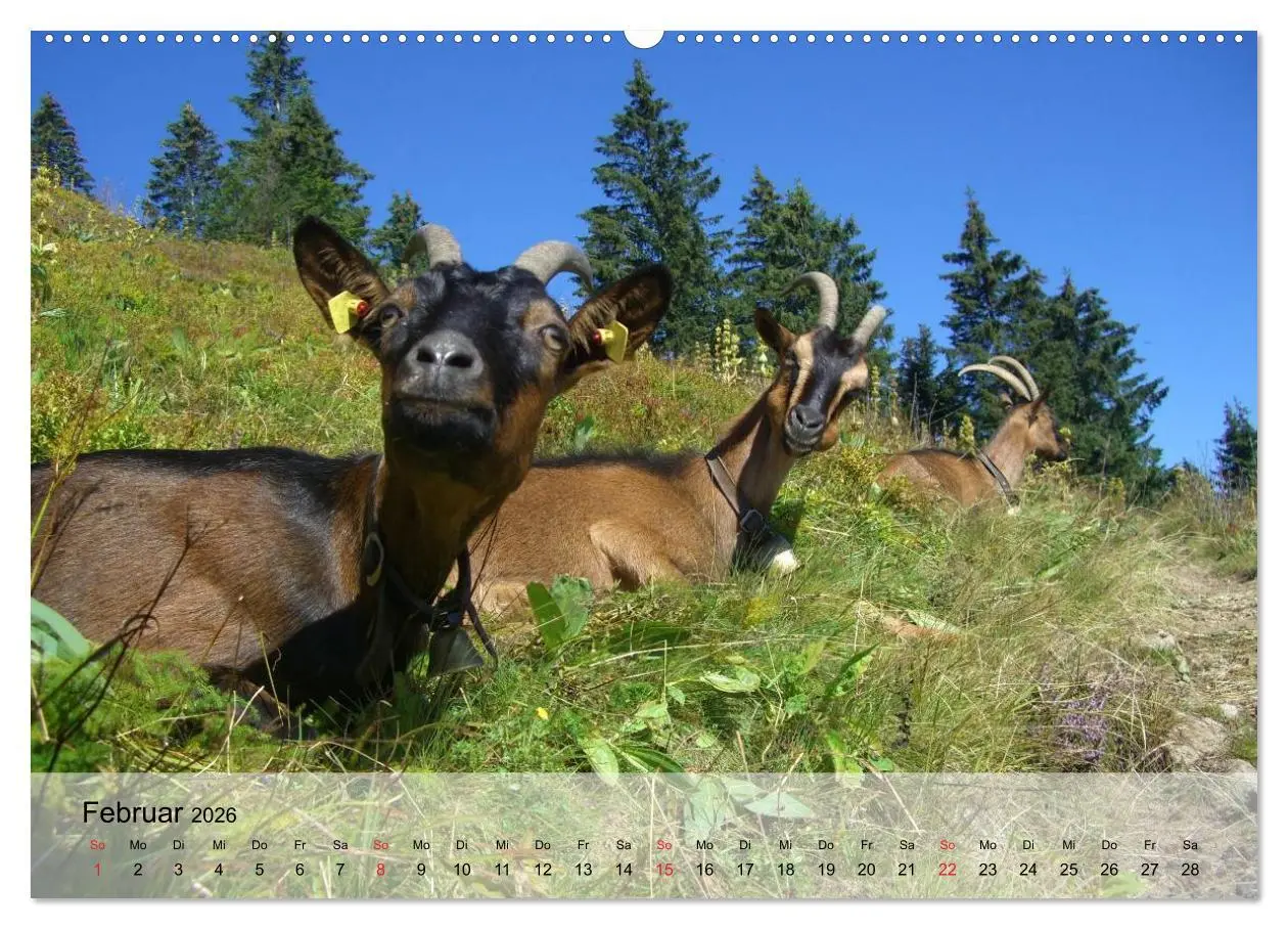 Bild: 9783516051681 | Ziegen. Kluge Freigeister (Wandkalender 2026 DIN A2 quer), CALVENDO...