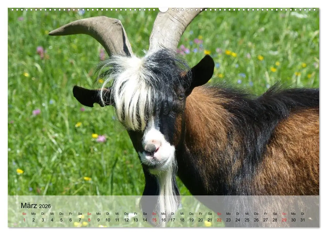 Bild: 9783516051681 | Ziegen. Kluge Freigeister (Wandkalender 2026 DIN A2 quer), CALVENDO...