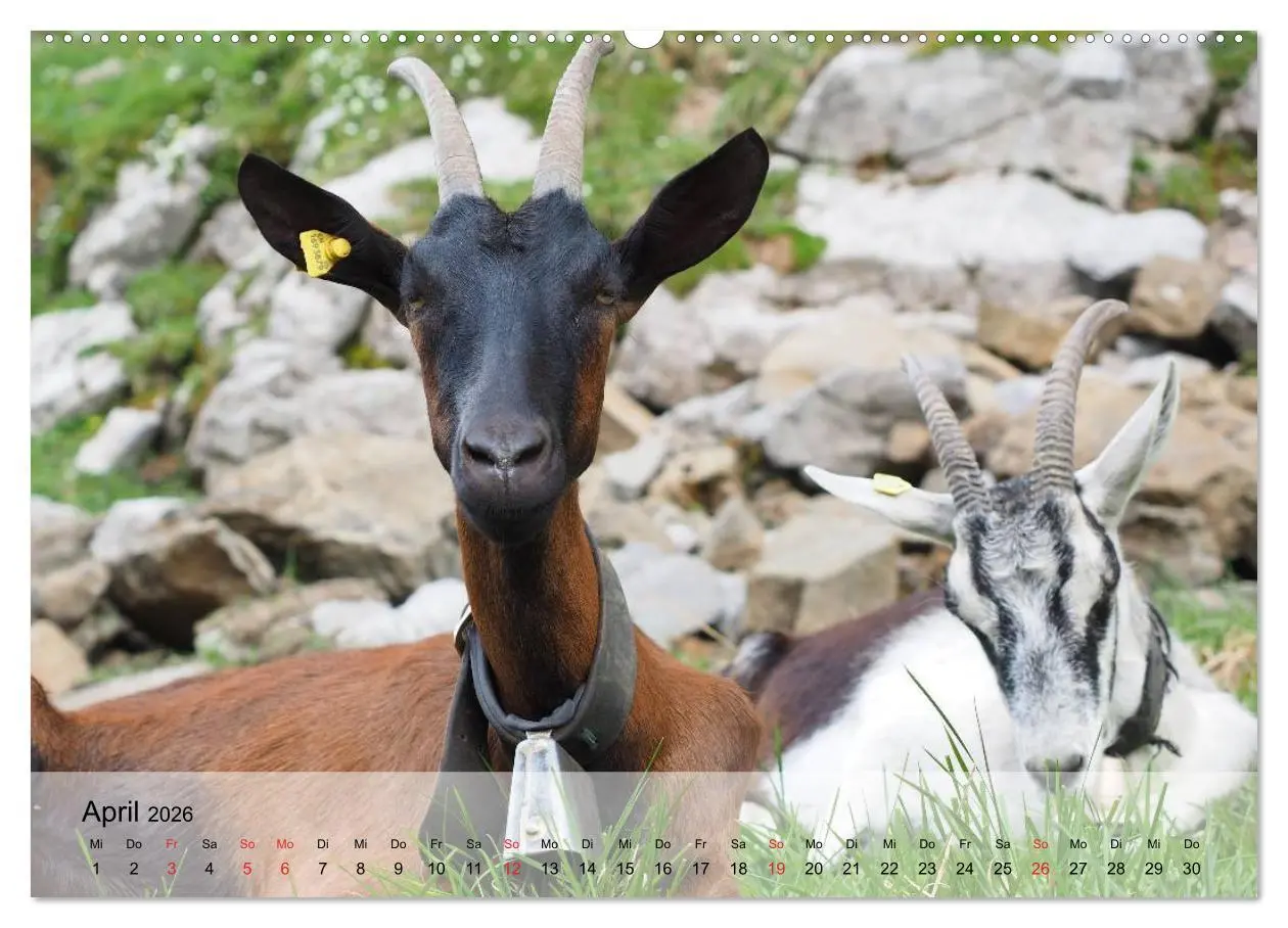 Bild: 9783516051681 | Ziegen. Kluge Freigeister (Wandkalender 2026 DIN A2 quer), CALVENDO...