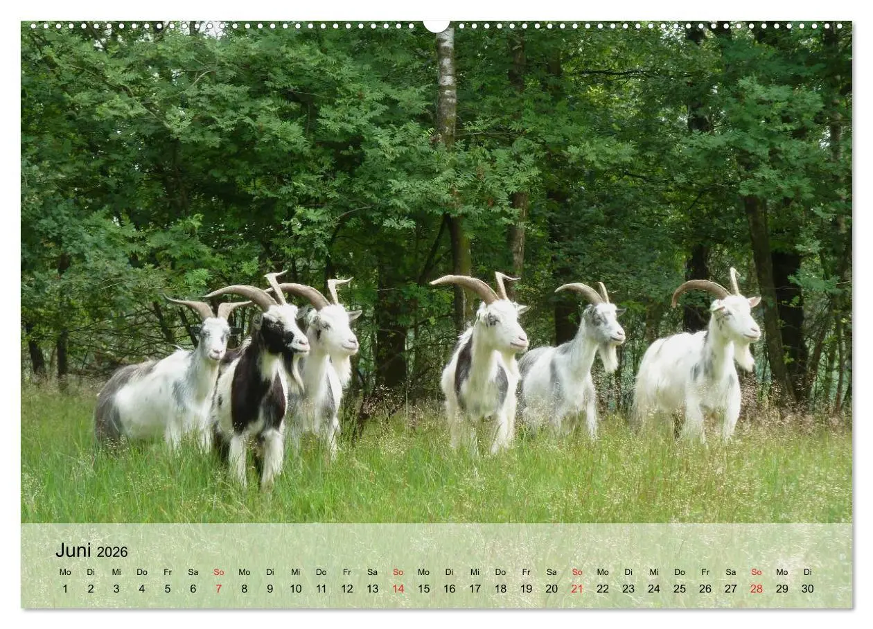 Bild: 9783516051681 | Ziegen. Kluge Freigeister (Wandkalender 2026 DIN A2 quer), CALVENDO...