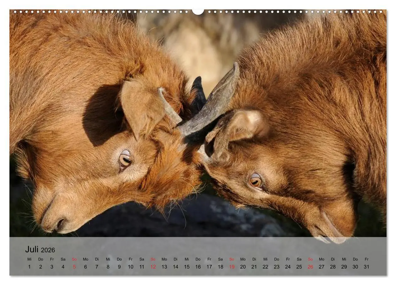 Bild: 9783516051681 | Ziegen. Kluge Freigeister (Wandkalender 2026 DIN A2 quer), CALVENDO...