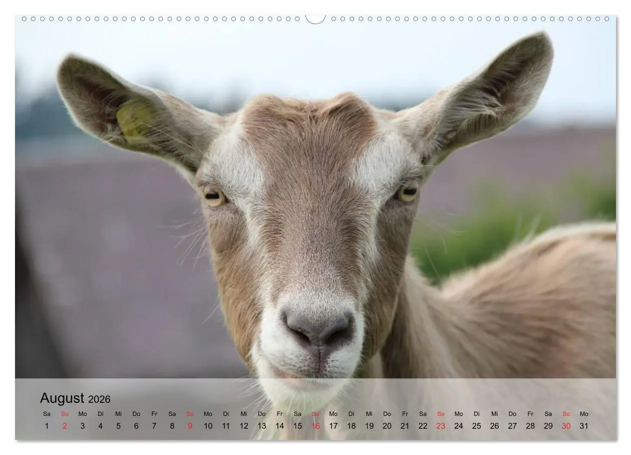 Bild: 9783516051681 | Ziegen. Kluge Freigeister (Wandkalender 2026 DIN A2 quer), CALVENDO...