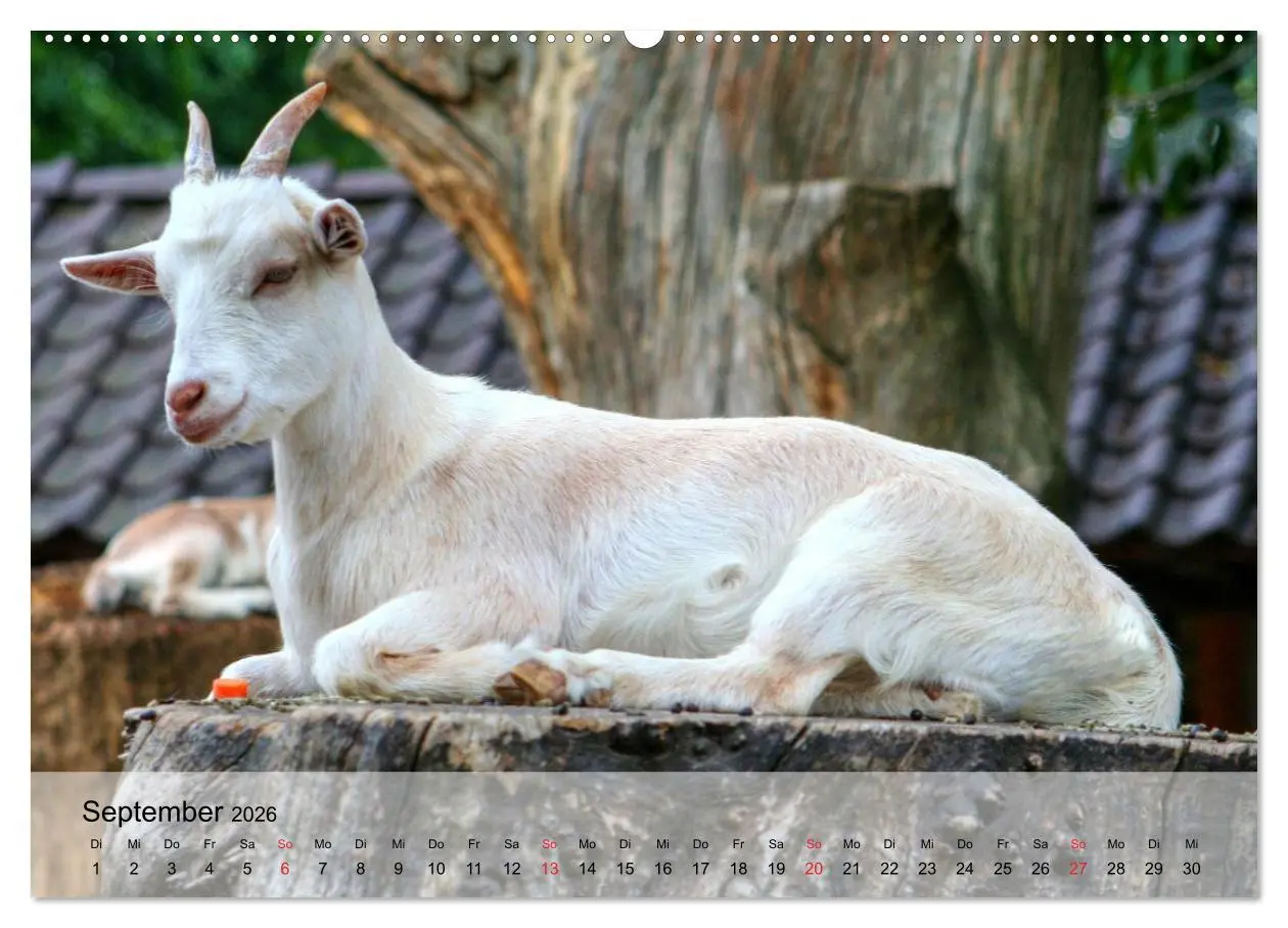 Bild: 9783516051681 | Ziegen. Kluge Freigeister (Wandkalender 2026 DIN A2 quer), CALVENDO...