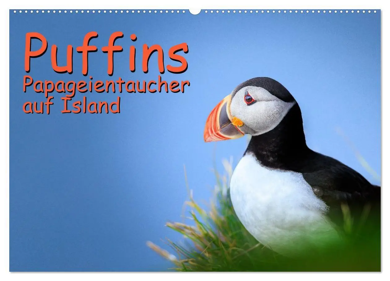 Cover: 9783516661781 | Puffins - Papageientaucher auf Island (Wandkalender 2026 DIN A2...