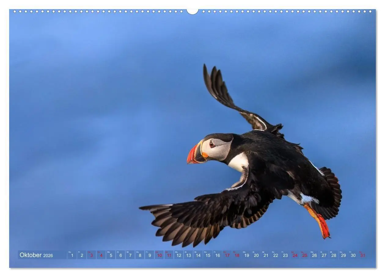Bild: 9783516661781 | Puffins - Papageientaucher auf Island (Wandkalender 2026 DIN A2...