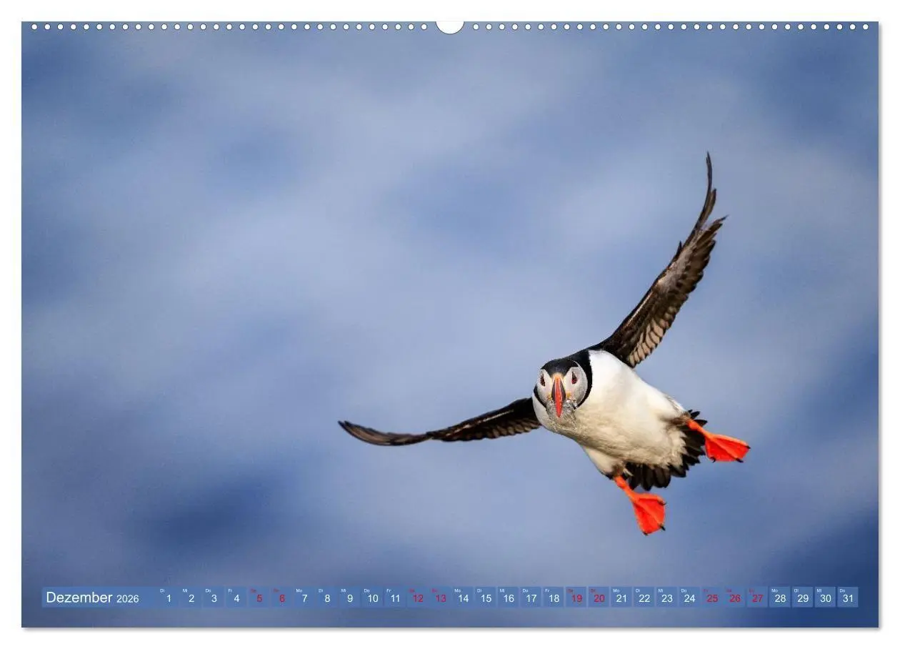 Bild: 9783516661781 | Puffins - Papageientaucher auf Island (Wandkalender 2026 DIN A2...