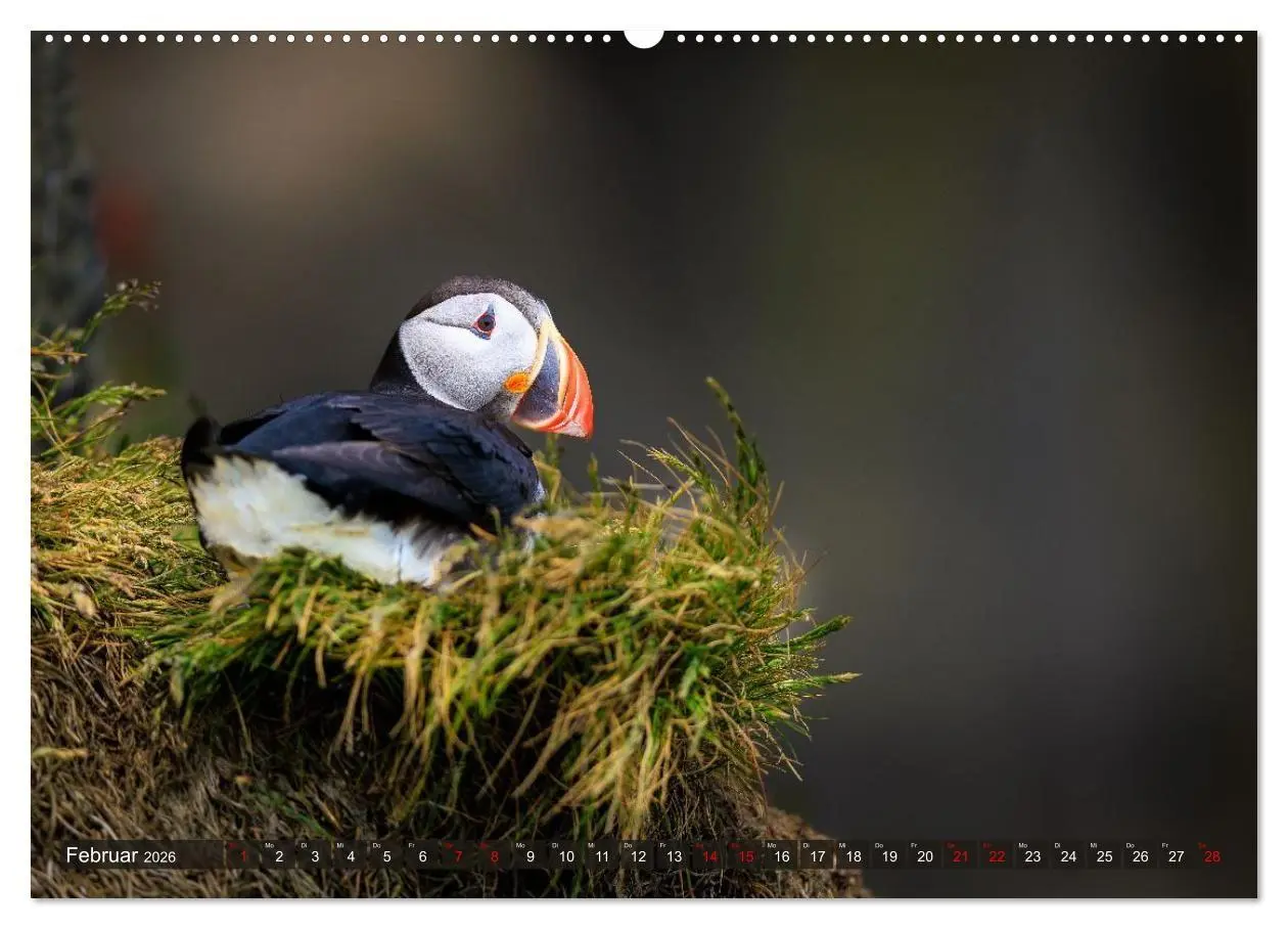 Bild: 9783516661781 | Puffins - Papageientaucher auf Island (Wandkalender 2026 DIN A2...