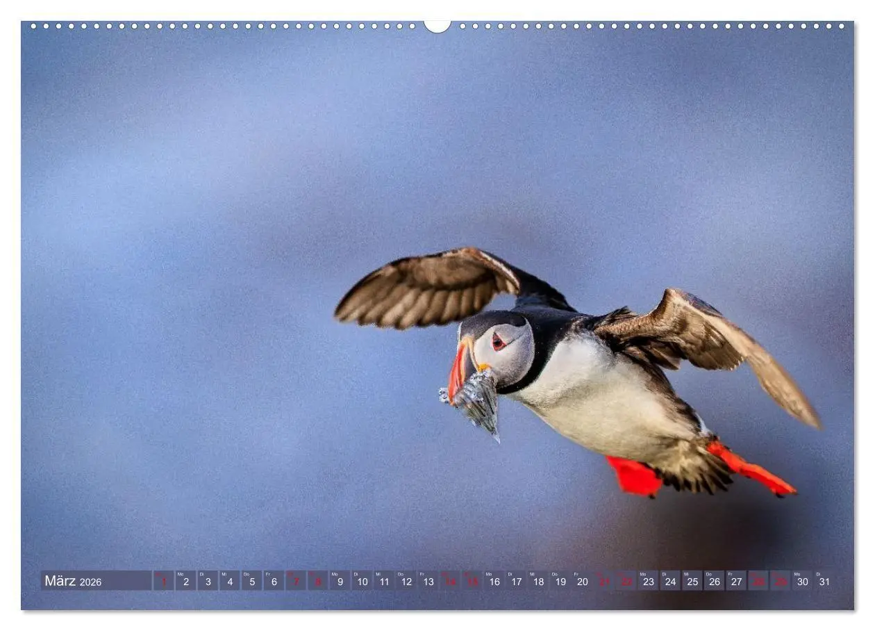 Bild: 9783516661781 | Puffins - Papageientaucher auf Island (Wandkalender 2026 DIN A2...