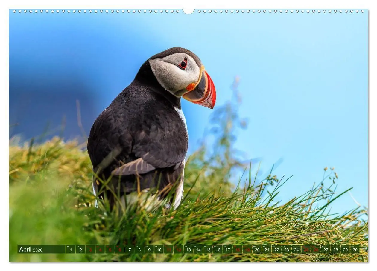 Bild: 9783516661781 | Puffins - Papageientaucher auf Island (Wandkalender 2026 DIN A2...
