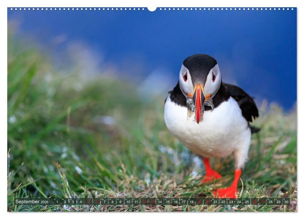 Bild: 9783516661781 | Puffins - Papageientaucher auf Island (Wandkalender 2026 DIN A2...