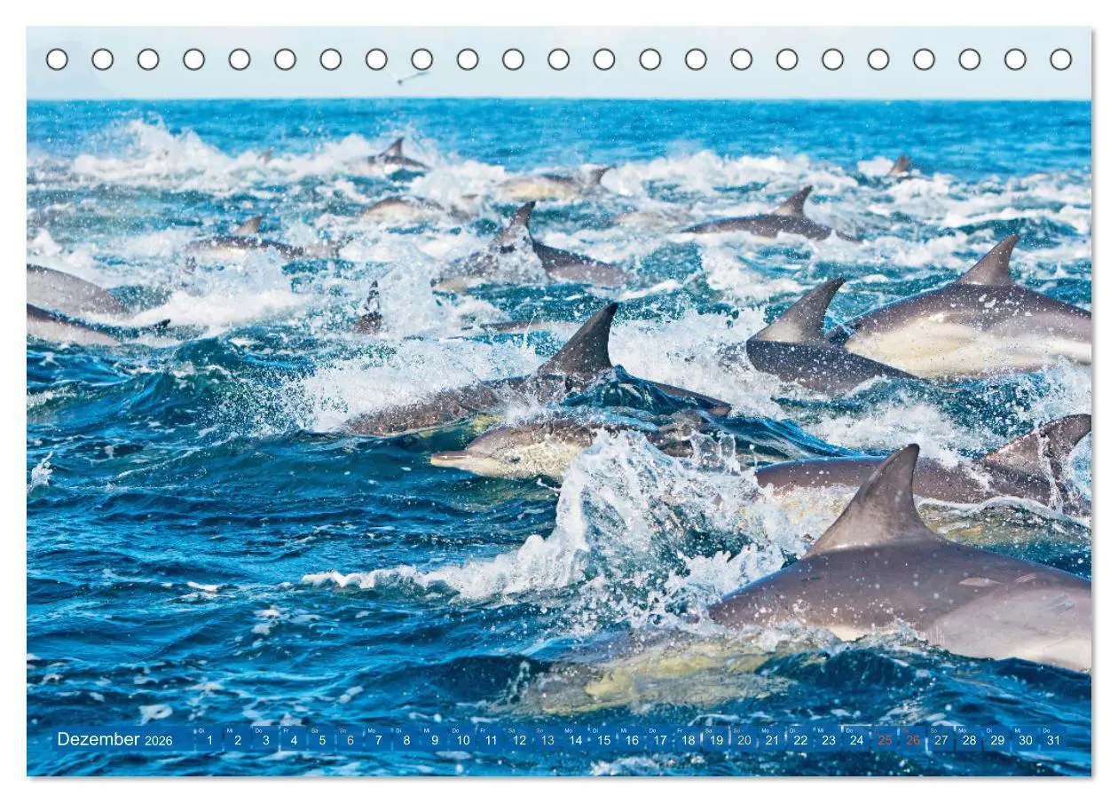 Bild: 9783457491881 | Delfine: Elegante Wellenreiter (Tischkalender 2026 DIN A5 quer),...