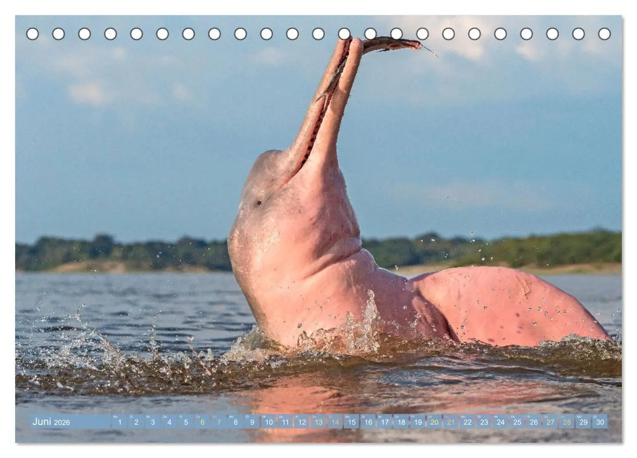 Bild: 9783457491881 | Delfine: Elegante Wellenreiter (Tischkalender 2026 DIN A5 quer),...