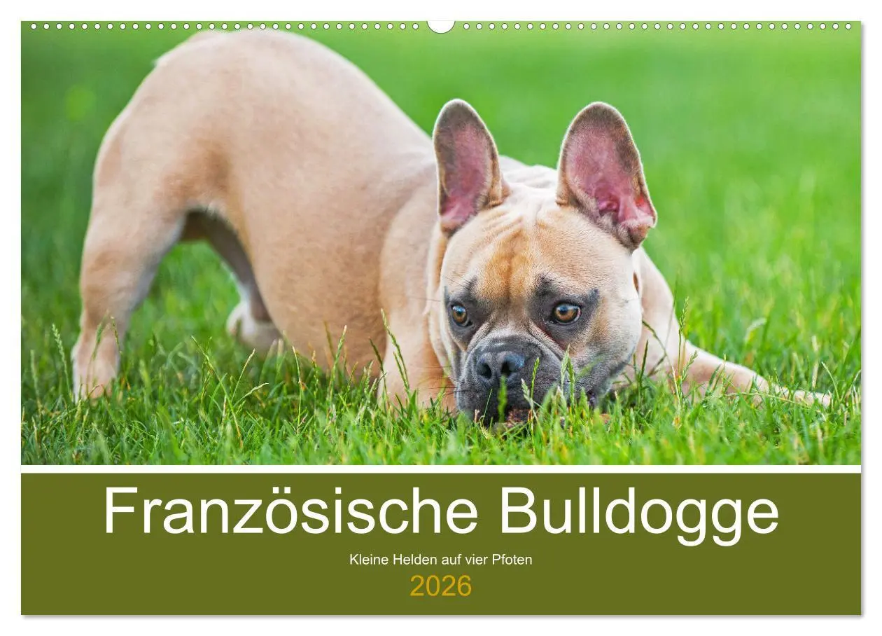 Cover: 9783457631881 | Französische Bulldogge - Kleine Helden auf vier Pfoten...