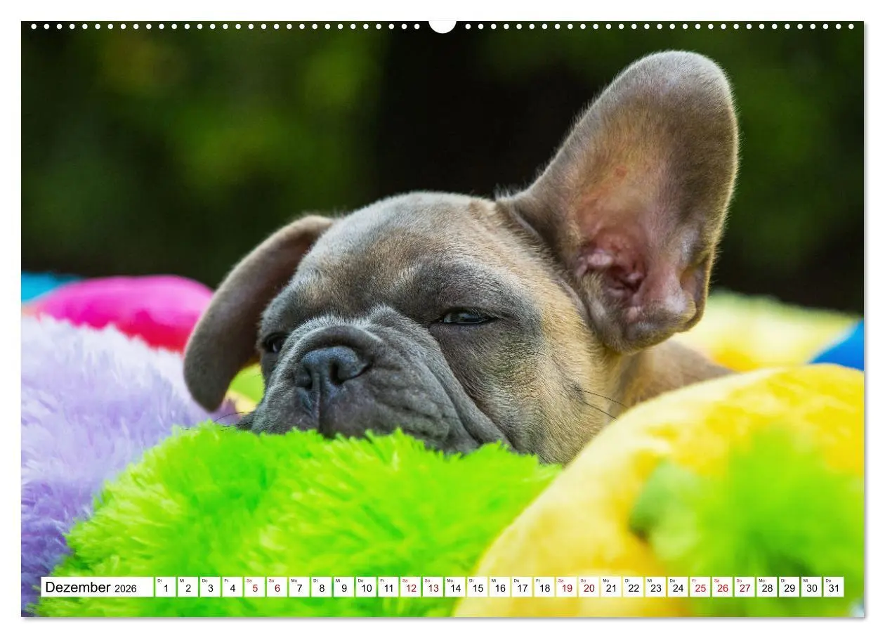 Bild: 9783457631881 | Französische Bulldogge - Kleine Helden auf vier Pfoten...