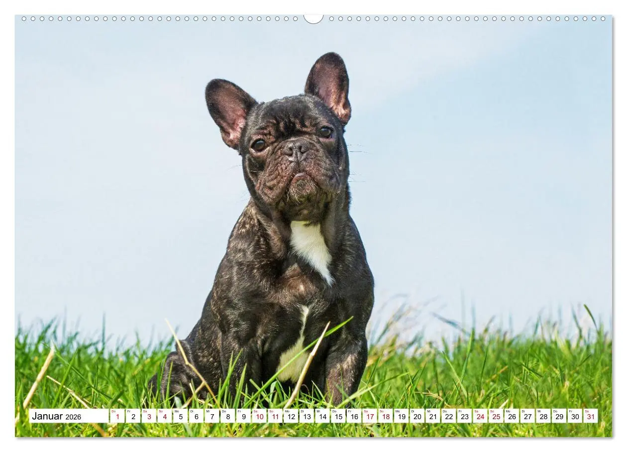 Bild: 9783457631881 | Französische Bulldogge - Kleine Helden auf vier Pfoten...