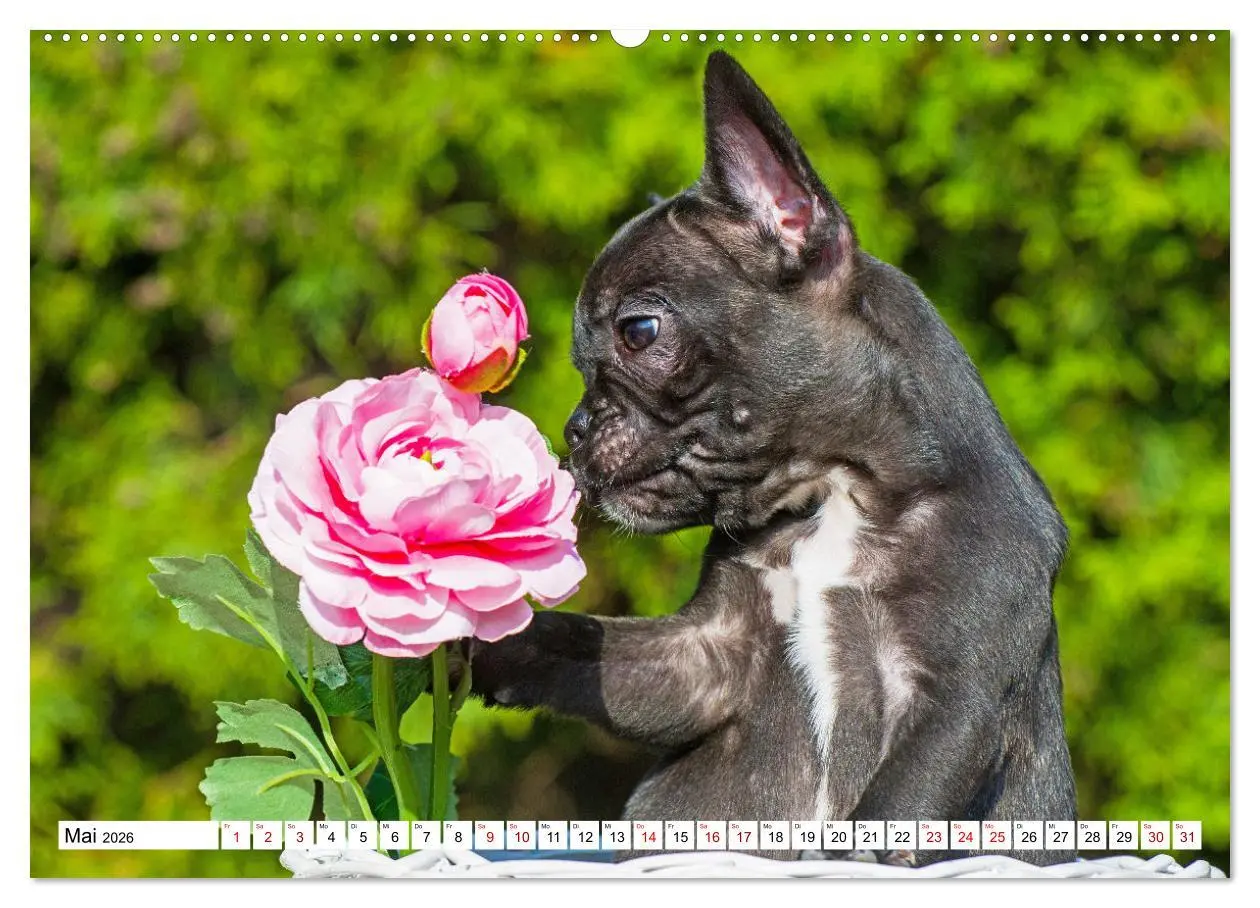 Bild: 9783457631881 | Französische Bulldogge - Kleine Helden auf vier Pfoten...