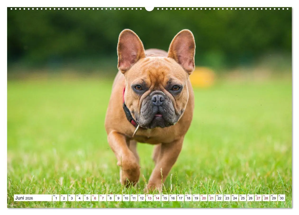 Bild: 9783457631881 | Französische Bulldogge - Kleine Helden auf vier Pfoten...