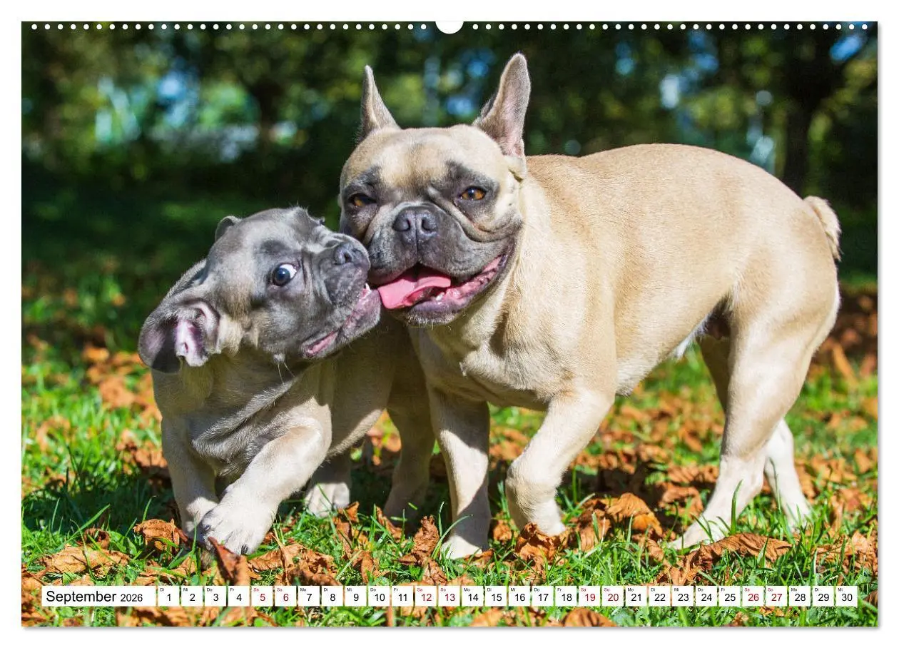 Bild: 9783457631881 | Französische Bulldogge - Kleine Helden auf vier Pfoten...