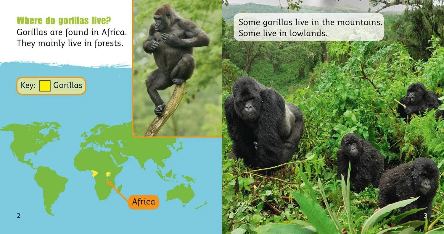 Bild: 9780007422081 | Gorillas | Band 04/Blue | Teresa Heapy | Taschenbuch | Englisch | 2011