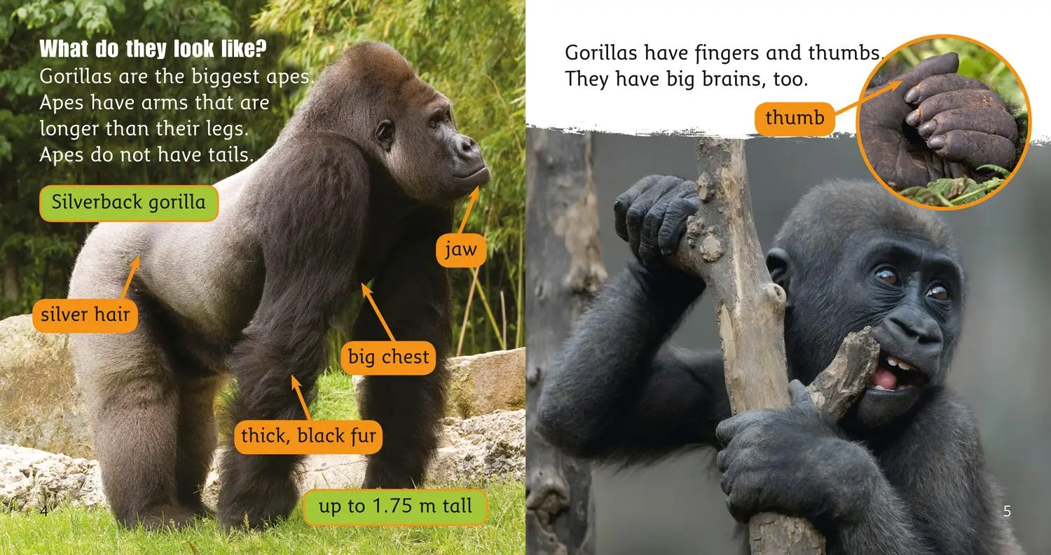 Bild: 9780007422081 | Gorillas | Band 04/Blue | Teresa Heapy | Taschenbuch | Englisch | 2011