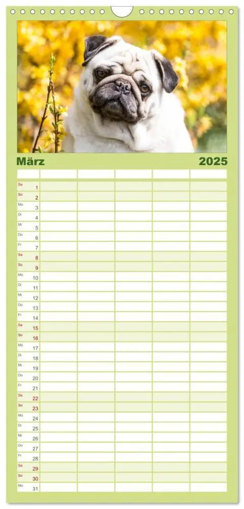 Bild: 9783457112281 | Familienplaner 2025 - Möpse mit 5 Spalten (Wandkalender, 21 x 45...