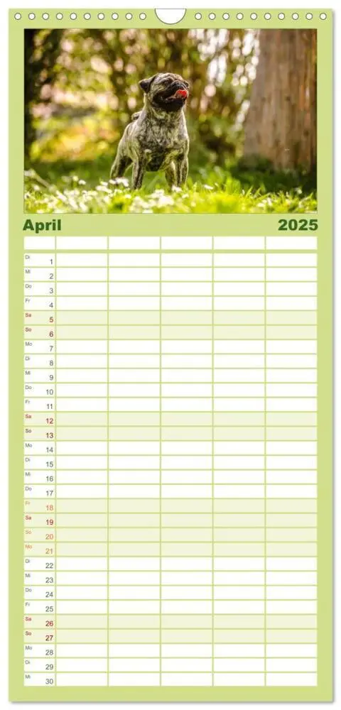 Bild: 9783457112281 | Familienplaner 2025 - Möpse mit 5 Spalten (Wandkalender, 21 x 45...
