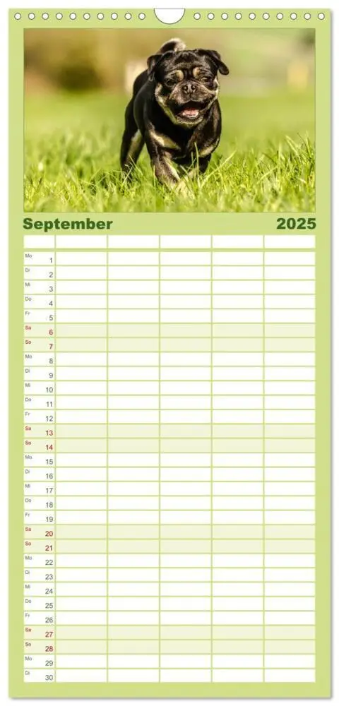 Bild: 9783457112281 | Familienplaner 2025 - Möpse mit 5 Spalten (Wandkalender, 21 x 45...